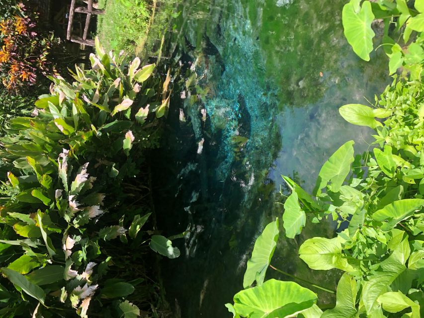 From Chiang Mai: Temples, Sticky Waterfall, and Orchid Farm - Should you book this Chiang Mai tour?