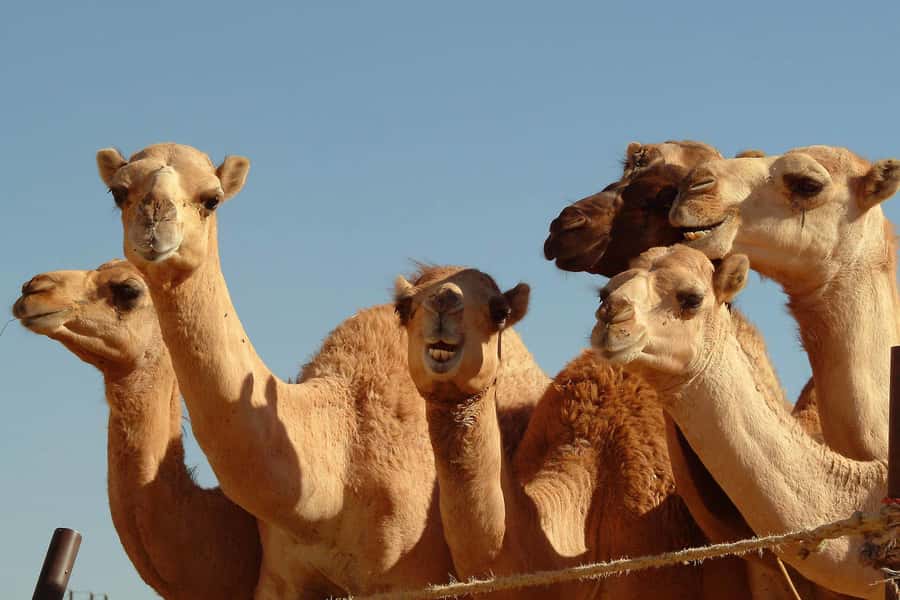 From Dubai: Al Ain Garden City Full-Day Sightseeing Tour - Key things to know before booking