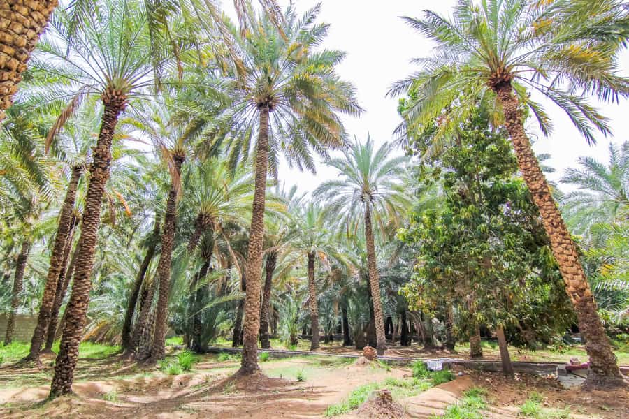From Dubai: Al Ain Garden City Full-Day Sightseeing Tour - Jebel Hafeet and the hot spring photo stop