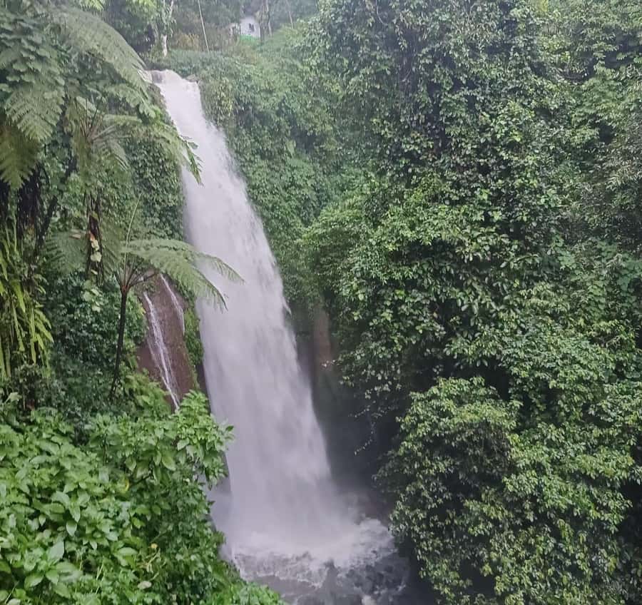 From Jakarta: Bogor Botanical Garden, Ricefield, & Waterfall - Five details that make this Bogor trip different