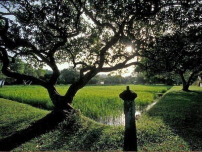 From Kalutara/Waskaduwa: Lunuganga & Brief Garden Tour