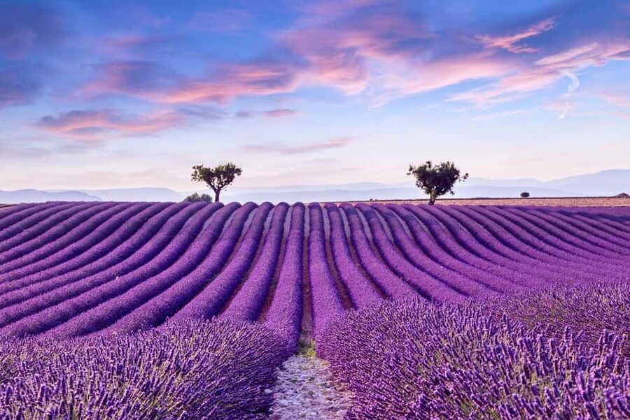 From Madrid: Day Trip to Brihuega Lavender Fields - Two and three-quarter hours in Brihuega