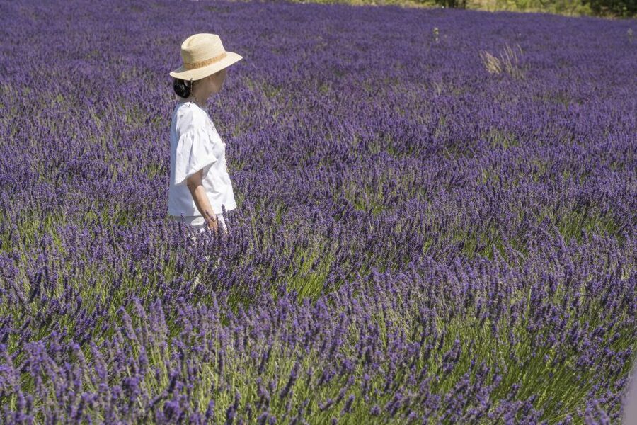 From Marseille: Lavender Full-Day Trip to Sault - Sault and the lavender fields
