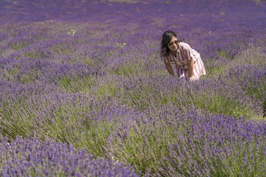 From Marseille: Valensole Lavender Full-Day tour - Quick take: the details that matter most