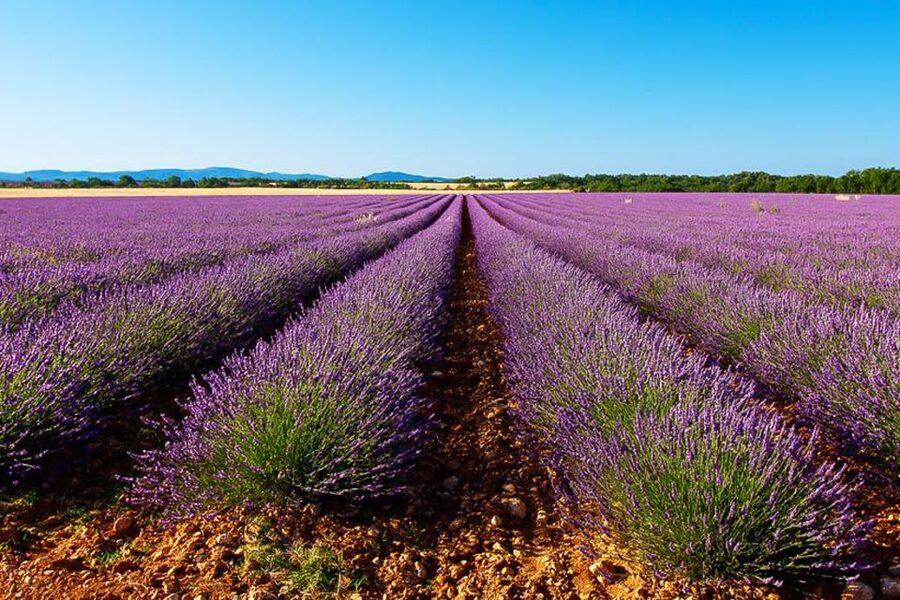 From Marseille: Valensole Lavender Full-Day tour - Leaving Marseille for the Valensole Plateau