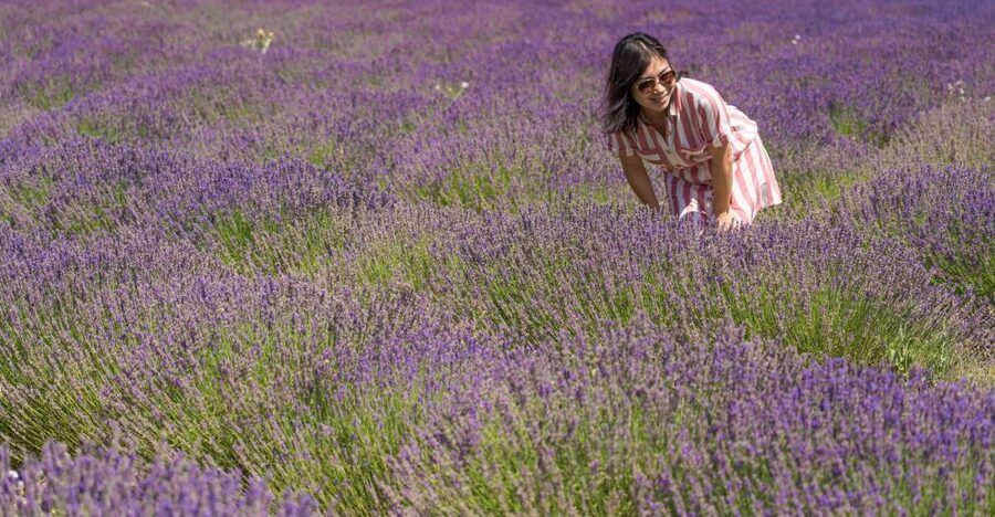 From Marseille: Valensole Lavender Full-Day tour - A local producer explains lavender beyond the postcard