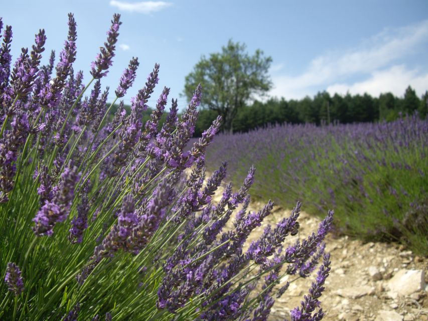 From Marseille: Valensole Lavenders Tour from Cruise Port - Why the long ride from Marseille can be worth it