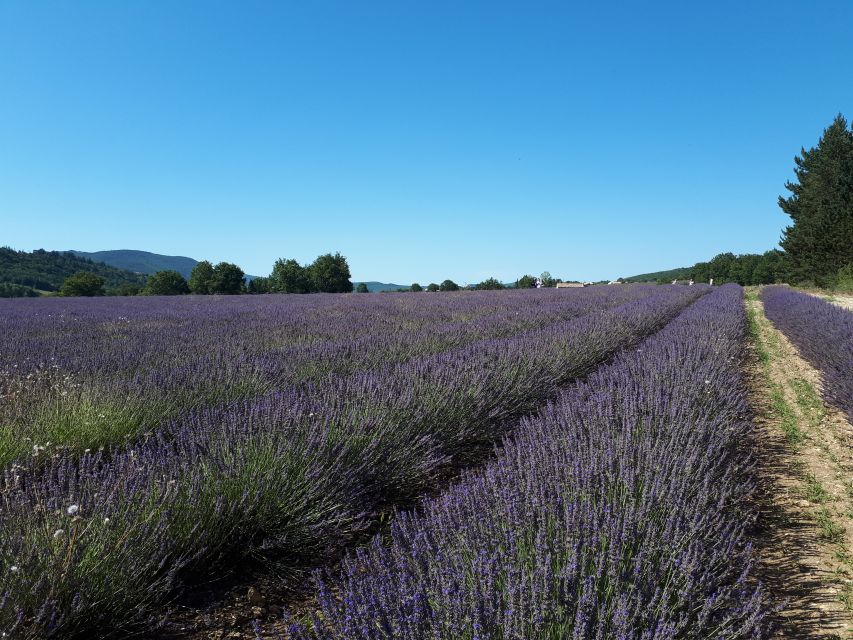 From Marseille: Valensole Lavenders Tour from Cruise Port - A local producer adds more than a shopping stop