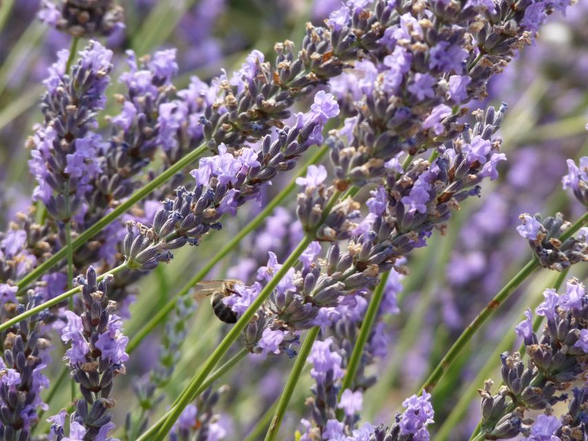 From Marseille: Valensole Lavenders Tour from Cruise Port - Cruise-port timing and the small-group setup