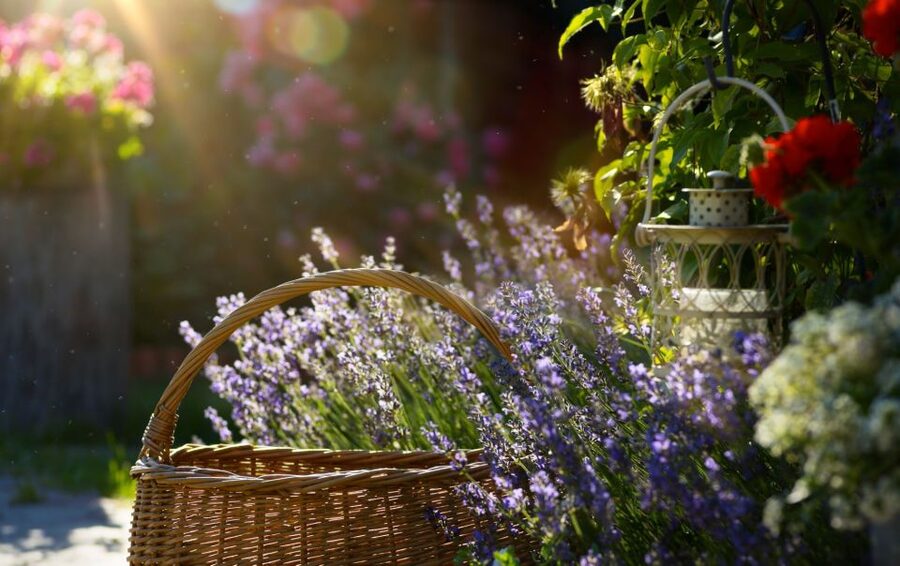 From Nice: Flower Fields & Saint Cassien Lake Full-Day Trip - A nine-hour route from Nice into Provence