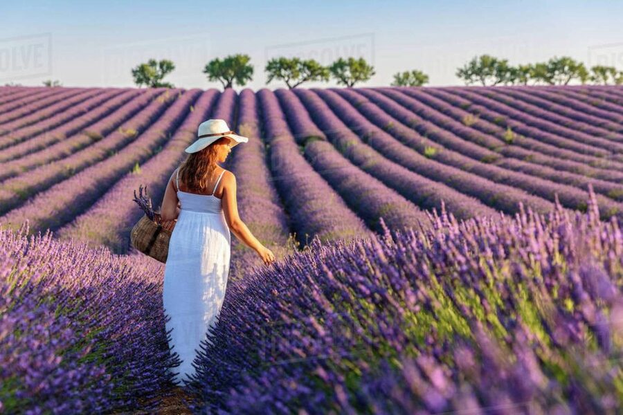 From Nice: Full-Day Provence and Lavender Tour - Who should book this tour?