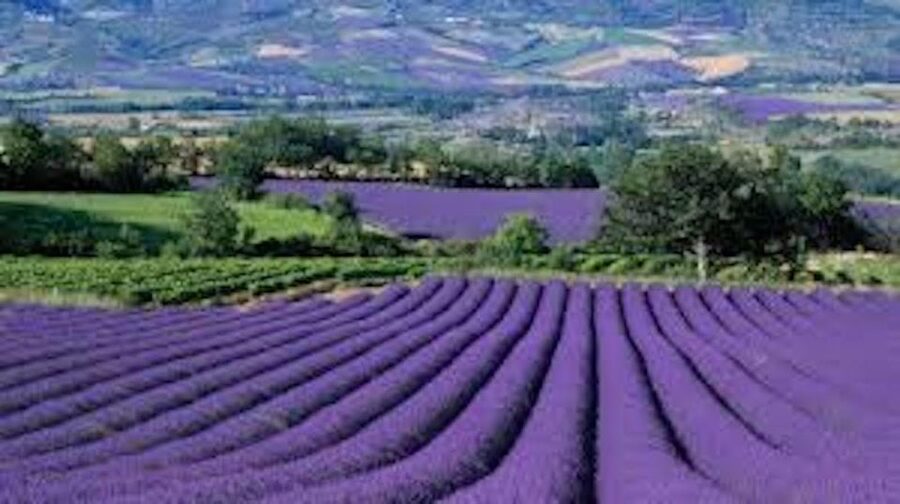 From Nice: Full-Day Provence and Lavender Tour - Why this Provence day trip works