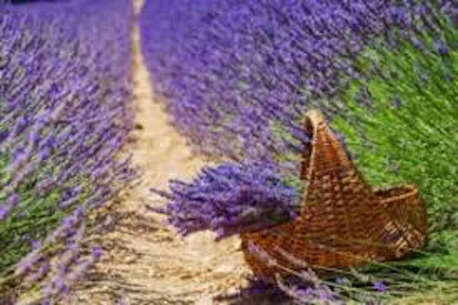 From Nice: Full-Day Provence and Lavender Tour - Small groups, private options, and the guide