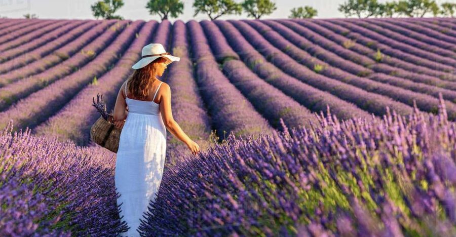 From Nice: Full-Day Provence and Lavender Tour - Pickup and the long day from Nice