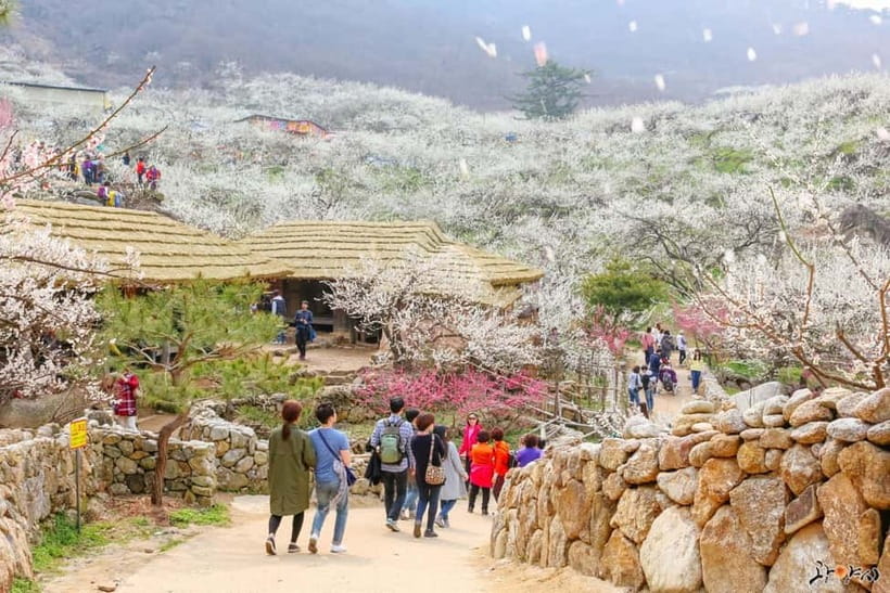 From Seoul: Korea Spring Cherry Blossom Day Tour - Quick facts that shape the day