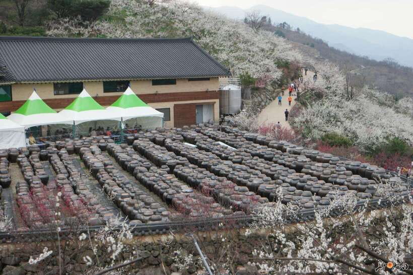 From Seoul: Korea Spring Cherry Blossom Day Tour - Why this spring tour is appealing
