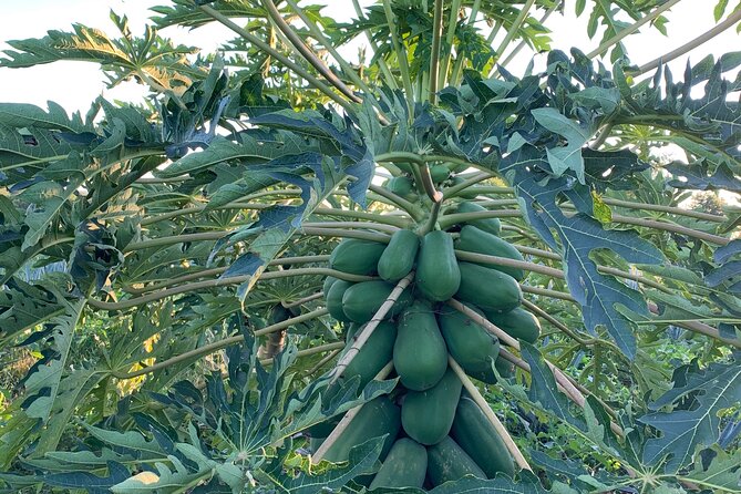 Fruit Garden and Mezcal Tasting Tour with Lunch Included - A ranch outing beyond Mazatlan’s usual beach circuit