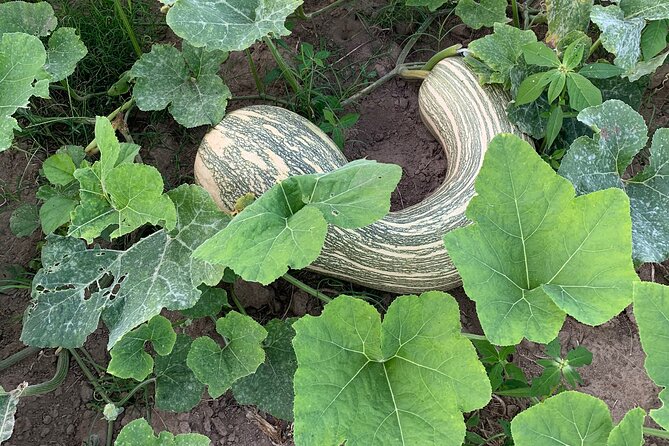 Fruit Garden and Mezcal Tasting Tour with Lunch Included - Lunch with flambee cheese and beef burritos