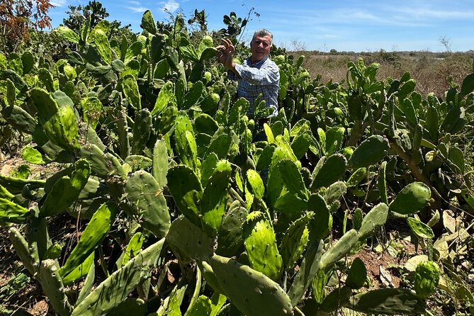 Fruit Garden and Mezcal Tasting Tour with Lunch Included - The optional-feeling ATV surprise