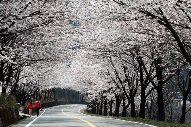 Full-day Hadong, Gwangyang, Cherry blossom, Green Tea Fields Private Tour - What makes this day special