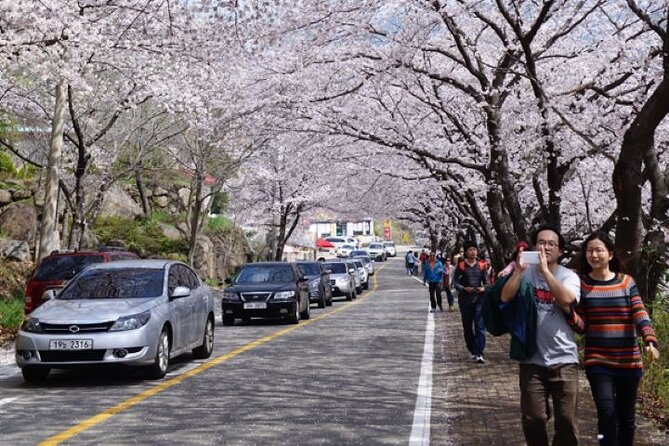 Full-day Hadong, Gwangyang, Cherry blossom, Green Tea Fields Private Tour - Ssanggyesa Temple beneath Jirisan Mountain