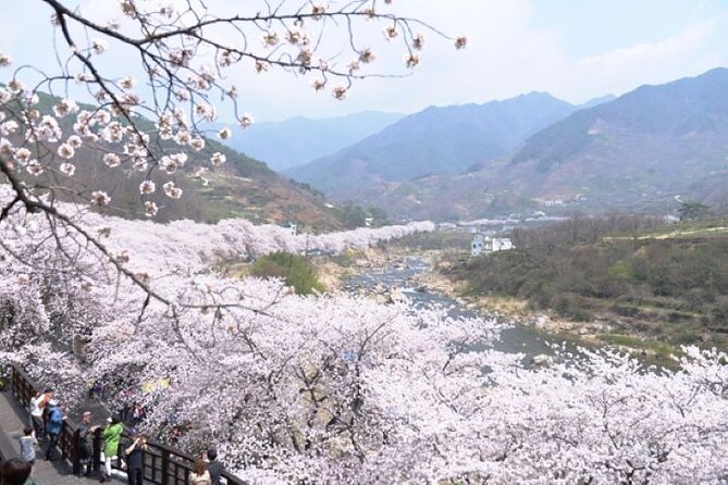 Full-day Hadong, Gwangyang, Cherry blossom, Green Tea Fields Private Tour - Hadong Tea Museum and Korea’s tea tradition