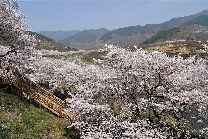 Full-day Hadong, Gwangyang, Cherry blossom, Green Tea Fields Private Tour - Gwangyang Maehwa Village and Korean plum syrup