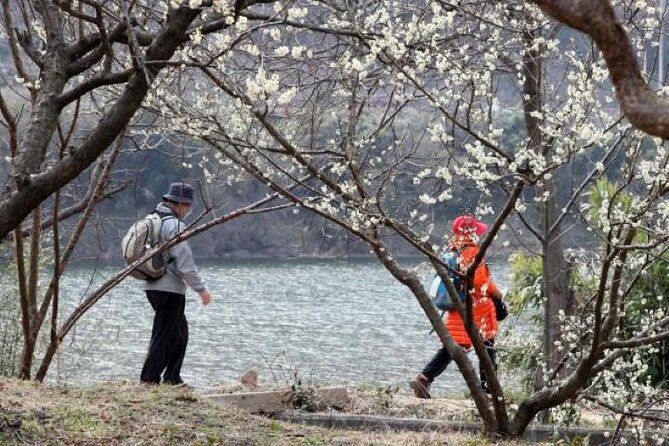 Full-day Hadong, Gwangyang, Cherry blossom, Green Tea Fields Private Tour - Hwagae Market and a taste of local life