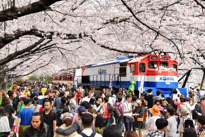 Full-Day Jinhae Cherry Blossom festival Private tour - Five things to know before booking