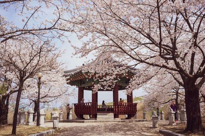 Full-Day Jinhae Cherry Blossom festival Private tour - The Naval Academy during festival access