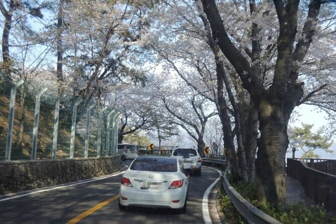 Full-Day Jinhae Cherry Blossom festival Private tour - Yeojwacheon Stream, the prettiest two-hour walk