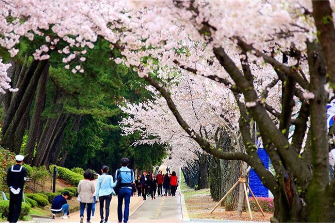 Full-Day Jinhae Cherry Blossom festival Private tour - Gyeonghwa Station and its famous railway blossoms