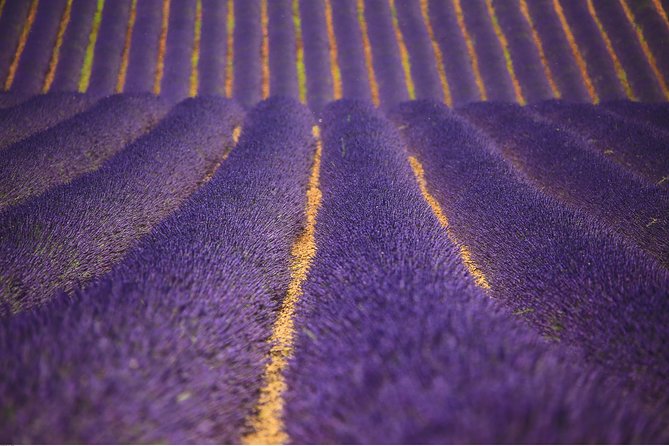 Full Day Ocean of Lavender in Valensole from Avignon - Why Valensole Is Worth the Long Ride