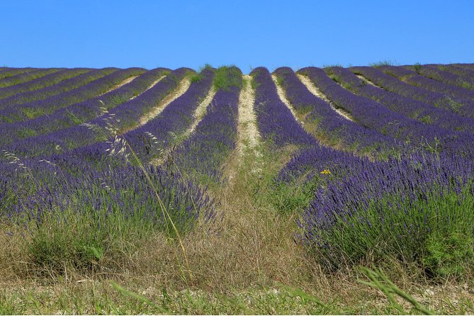 Full Day Ocean of Lavender in Valensole from Avignon - A Small Van Makes the Day More Personal
