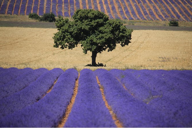 Full Day Ocean of Lavender in Valensole from Avignon - Who Will Enjoy This Day Most
