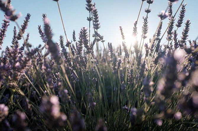Full Day Ocean of Lavender in Valensole from Avignon - Manosque and the l’Occitane Connection