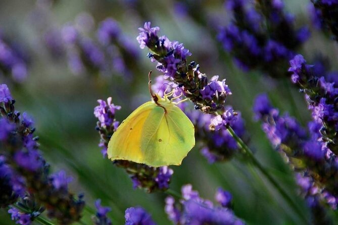 Full-day Private Tour Gorges du Verdon (LAVENDER JUNE 15/JULY 15) - Why the June 15 to July 15 window matters