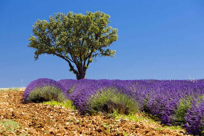 Full Day Private Tour in Lavender and Provence with Pickup - The Verdon Gorge supplies the day’s biggest views