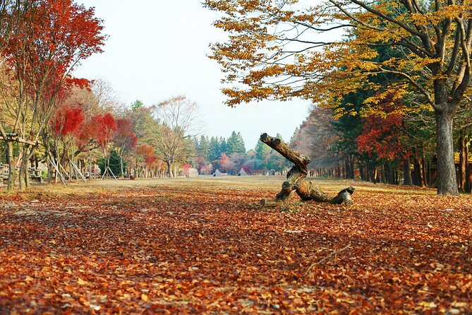 Full Day Private Tour Nami Island, Garden & Petite France - Garden of Morning Calm: Start Among Korea’s Seasonal Gardens