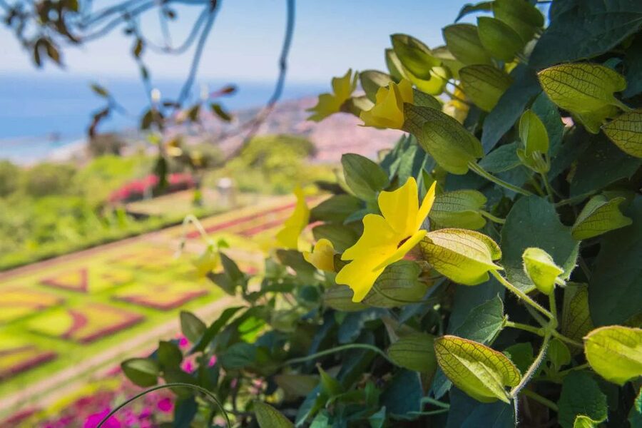 Funchal: Botanical Garden and Old Town Private Tuk-Tuk Tour - Who will enjoy this tour most