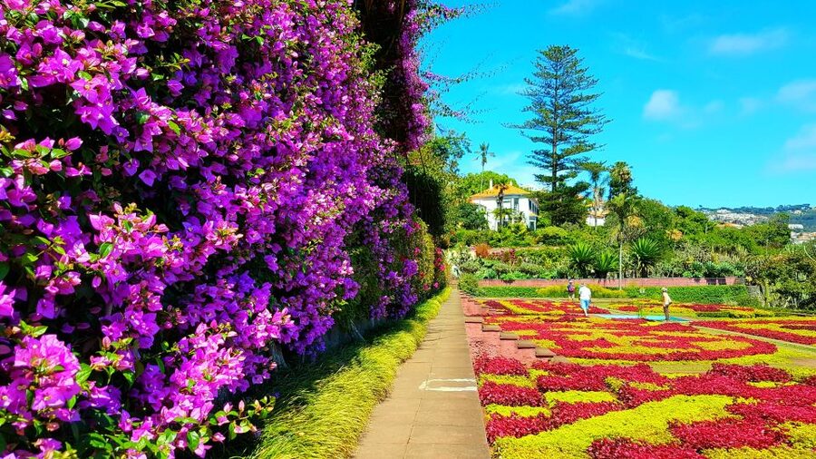 Funchal: Madeira Botanical Garden Tuk-Tuk Tour + Old Town - Why This Tuk-Tuk Tour Works in Funchal