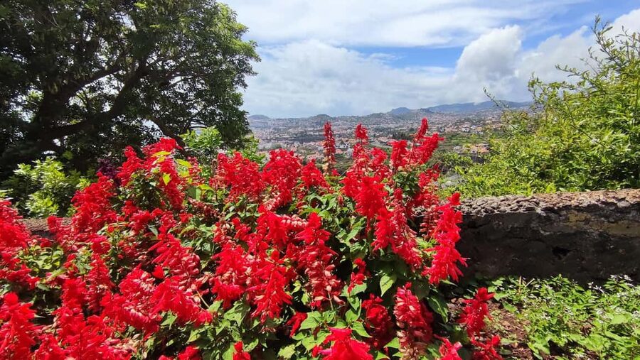Funchal: Madeira Botanical Garden Tuk-Tuk Tour + Old Town - The Guides Make the Difference