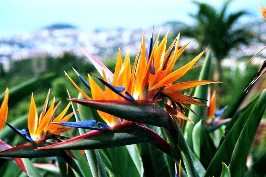 Funchal: Madeira Botanical Garden Tuk-Tuk Tour + Old Town - Practical Tips Before You Go