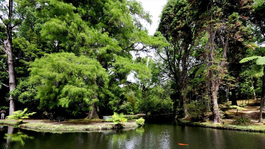 Furnas & Terra Nostra Gardens Biologist-guided e-Tour +lunch - Who will enjoy this tour most