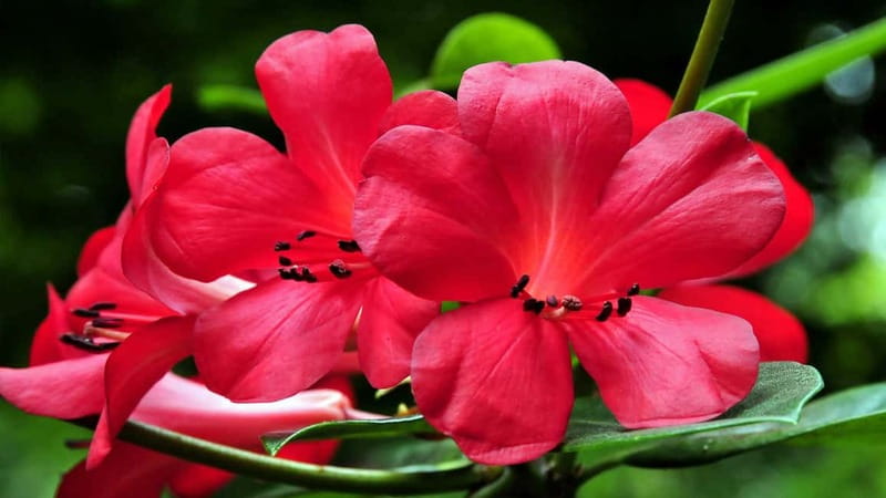 Furnas & Terra Nostra Gardens Biologist-guided e-Tour +lunch - Furnas village, fountains, and steaming ground