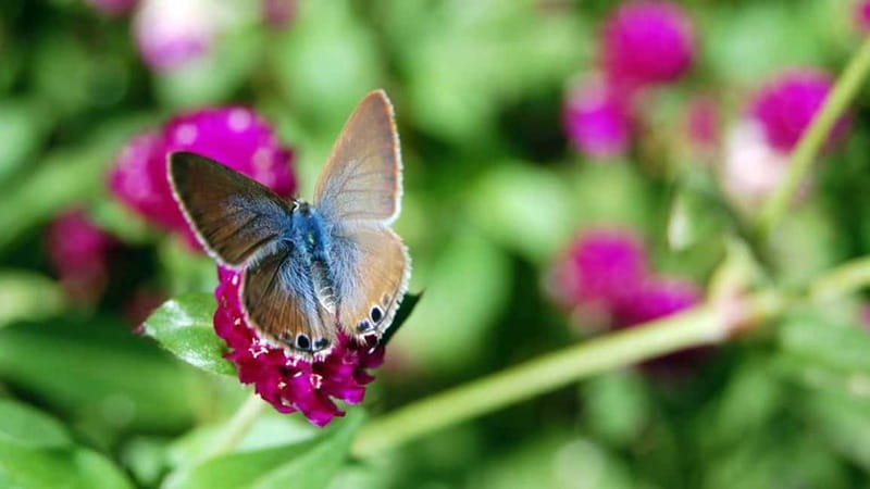 Furnas & Terra Nostra Gardens Biologist-guided e-Tour +lunch - What the $101 price includes
