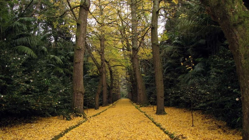 Furnas & Terra Nostra Gardens Biologist-guided e-Tour +lunch - Starting at Vila Franca do Campo Marina