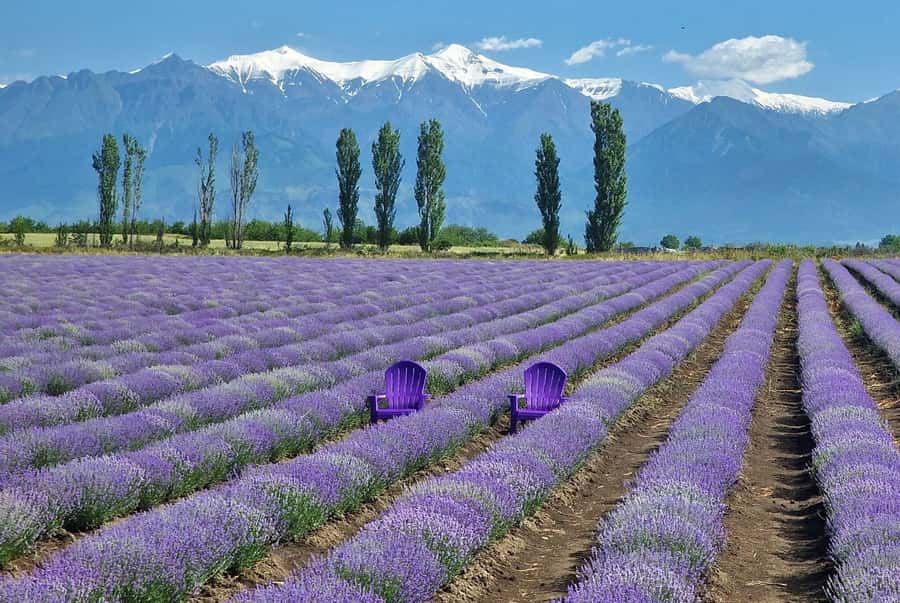 Gabala & Lavender Fields Group Guided tour - Gabala and the Seven Beauties Waterfall