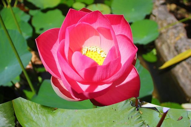 Garden Delight Full-Day Tour in Barbados - Andromeda Botanic Gardens allows a slower hour