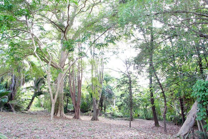 Garden Delight Full-Day Tour in Barbados - Hunte’s Gardens deserves serious consideration